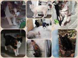 捨て猫 野良猫達に避妊 去勢をし 里親探しをしていきたい 山藤 亜美 2019 06 21 公開 クラウドファンディング Readyfor レディーフォー