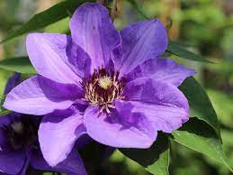 Data specific to clematis (edit). Clematis Konigskind Clematis Konigskind Baumschule Horstmann