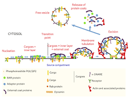 What is the function of the vesicle in an animal cell. The Cell More Information Vesicles Atlas Of Plant And Animal Histology