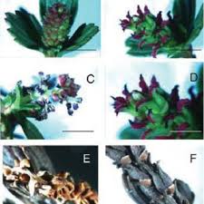 Image result for Myrothamnaceae