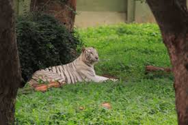 White Tiger At Mysore Zoo Mysore Zoo Zoo Animal Pictures