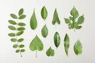 Create Your Own Tree Leaf Exhibit or Collection
