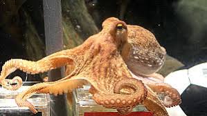 Welkom bij kalmar in nederland. Krake Riesenkalmar Sepia Oder Oktopus So Unterscheiden Sich Die Tintenfischarten