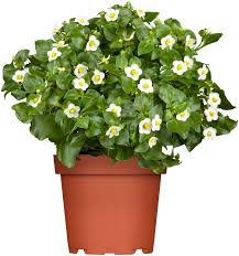 Image result for Exacum zombense