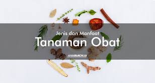 Dari dulu hingga sekarang tanaman herbal ataupun tanaman obat dapat menyembuhkan berbagai macam penyakit. 10 Jenis Tanaman Obat Dan Manfaatnya Part 1 Petani Quick
