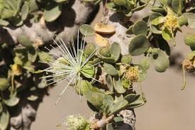 Image result for Maerua salicifolia