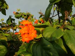 Image result for Cordia torrei