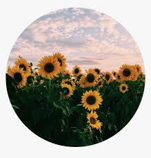 Plants and worn, aged materials are generally used by japanese garden designers to suggest a natural landscape, and to express the fragility of existence as … Transparent Field Of Flowers Png Aesthetic Pics Of Sunflowers Png Download Kindpng