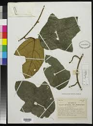 Image result for Coleotrype laurentii