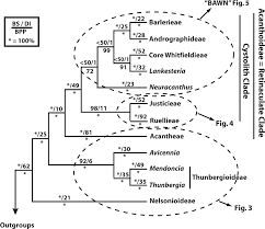 Image result for Neuracanthus africanus