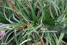 Image result for Aloe carnea