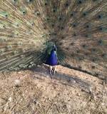 Image result