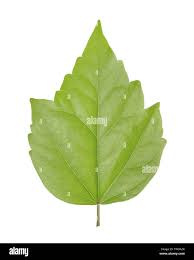 Image result for Hibiscus malacospermus