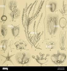 Image result for Chenolea