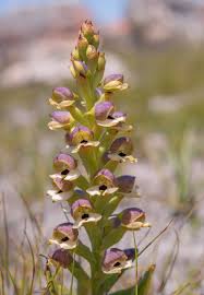 Image result for Disa zimbabweensis