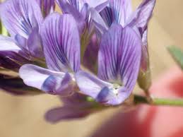 Image result for Medicago sativa