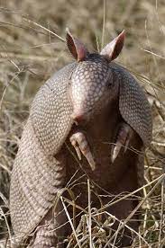Armadillo Claws Armadillo Animals Wild Cute Animals