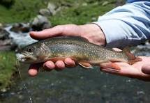 Fish Facts: Brook Trout (Salvelinus fontinalis) - Orvis News