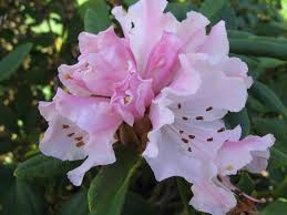 Rhododendron Christmas Cheer Great Bee Plant For Late Winter Early Spring Bees Plants Perennial Bulbs Plants