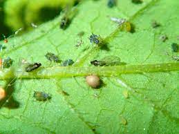 Entomopathogens or insect diseases are microorganisms that attack insects and contain nematodes, viruses, fungi, and bacteria. Melon Cantaloupe Muskmelon And Watermelon Aphid Pacific Northwest Pest Management Handbooks