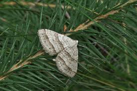 Image result for Mesotype parallelolineata