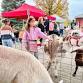 Fall Food Drive — The Mustard Seed Landscape and Garden Center