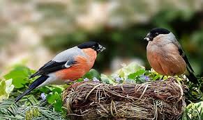 The Bullfinch A Bird With A Passion For Music Covers In 2020 Bullfinch Bird Animals