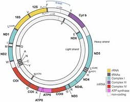 Animal cell that has few mitochondria. Frontiers The Mitochondrion As Potential Interface In Early Life Stress Brain Programming Behavioral Neuroscience