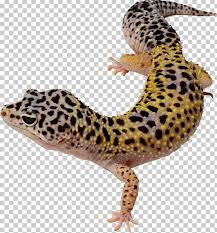 I loved drawing the alphabetimals, and now i'd like to share some of the drawing tips and tricks i used to make them come to life. Common Leopard Gecko Lizard East Indian Leopard Gecko Png Clipart Animals Coloring Book Common Leopard Common