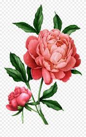 Botanical Illustration Peony Drawing Peony Drawing Peony Illustration Flower Drawing