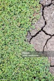 Image result for Euphorbia thymifolia