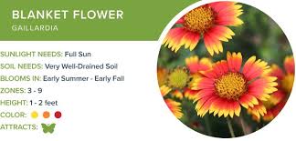 Shop from the world's largest selection and best deals for climbing full sun perennial flower & plant seeds. 46 Perennial Flowers To Brighten Your Garden Proflowers