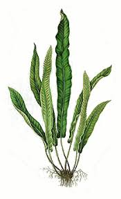 Image result for Asplenium linckii