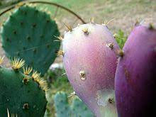 All have flat, fleshy pads that look like large leaves. Opuntia Wikipedia