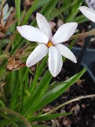 Image result for Hypoxis parvifolia