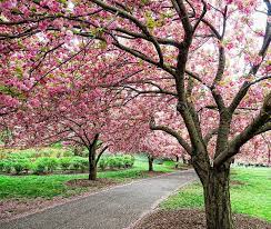 Cherry Esplanade Brooklyn Botanic Garden Brooklyn Botanical Garden Ny Botanical Garden Blossom Trees