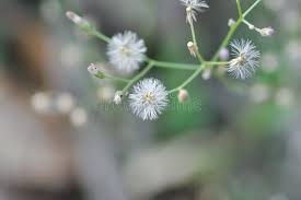 Image result for Vernonia cinerea