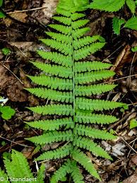 Image result for Deparia