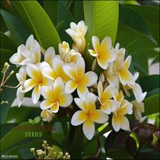 Image result for Plumeria rubra
