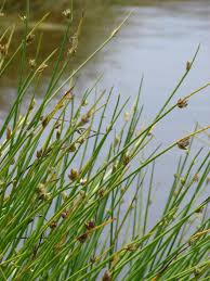 Image result for Cyperus laevigatus