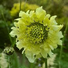 Image result for Cephalaria