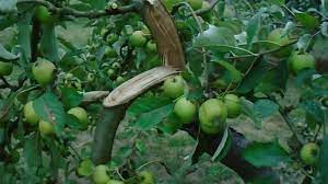 The apple tree must be grown with the farming skill. Broken Branches Under Weight Of Apples Youtube