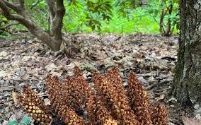 Image result for Coelorachis