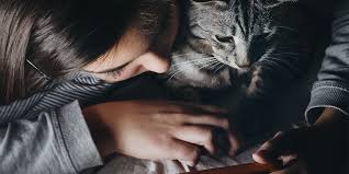 What can cats be allergic to. Allergies To Cats International Cat Care