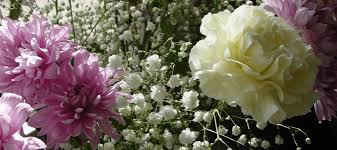 We did not find results for: Are Roses Poisonous To Cats Your Questions Answered Abc Blog