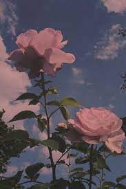 45 Beautiful Roses Wallpaper Backgrounds For Iphone Aesthetic Backgrounds Sky Aesthetic Rose Wallpaper