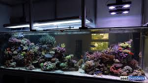 Led T5 Face Off In The White Corals Display Tank Reef Builders The Reef And Saltwater Aquarium Blog