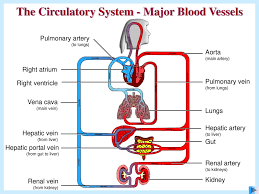 The blood carries various materials that the body needs, and takes away waste or harmful substances. The Circulatory System Ppt Download