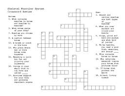 Skeletal system review crossword puzzle answers. Skeletal Muscular System Crossword Puzzle Bju Science 4 By Savannah Drescher