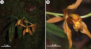 Image result for Brachycorythis velutina